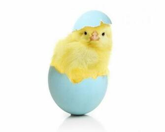 Chicken Eggs Animals Egg Easter Chick Baby Wallpaper