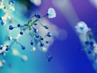 Flowers Cyan Blue Fuzzy Mac Wallpaper
