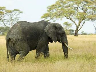 Animals Wallpaper