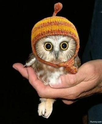 We Held Our Cutest Baby Owl Convention Outside So This Lil Guy Had To