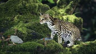 Ocelot HD Wallpaper 7wallpaper Net