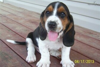 Basset Hound Puppy Desktop Wallpaper Dogbreedswallpaper