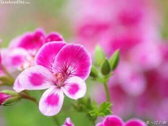 Wnp Wallpaper Pictures Cool Flower