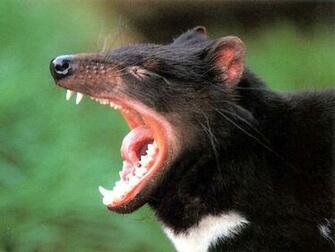 Tasmania Devil Wallpaper Background