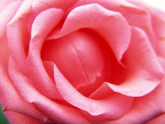Single Flower Wallpaper