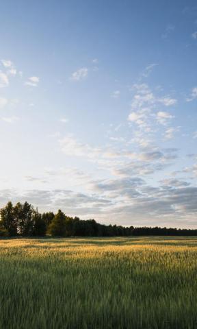 Field Pictures HD Image