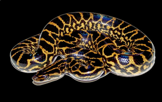 Yellow Anaconda Wallpaper HD Wallpaper13