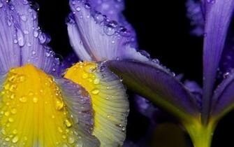 Iris Wallpaper