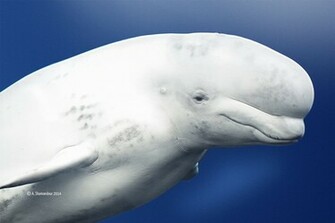Beluga Whale Wallpaper Weddingdressin