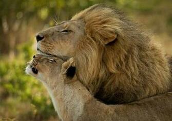 All Wallpaper Animals Love HD New