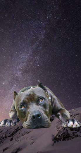 Pit Bull Pics