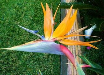 Bird Of Paradise Flower Wallpaper Flowers