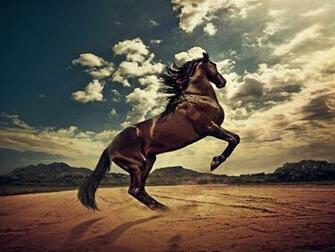 Rising Horse Wallpaper HD