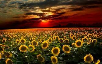 Sunflower HD Wallpaper Pictures Cool