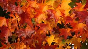 Theme Bin Archive Fall Colors HD Wallpaper