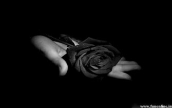 Black Rose Wallpaper Beautiful Roses HD For