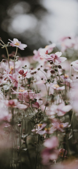 Pastel Pink Flowers iPhone Wallpaper