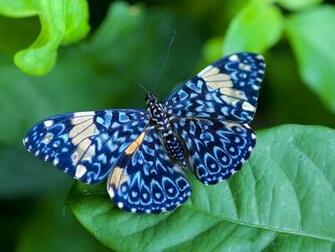 Butterfly Cats Parrots And Butterflies Wallpaper