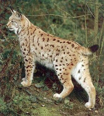 Best Animal Bobcat Wallpaper Wallpaperlikjen Create