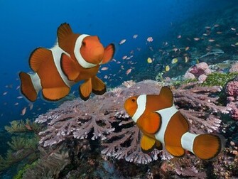 Clownfish Computer Wallpaper Desktop Background Id