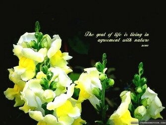 HD Wallpaper Beautiful Quotes Easter Sunday Mela