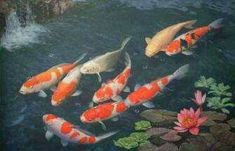 Koi Fish Wallpaper