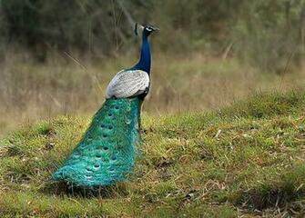 Indian Peafowl Bird Pictures Of HD Wallpaper