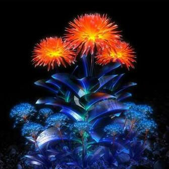 Summer Flowers Bloom Time