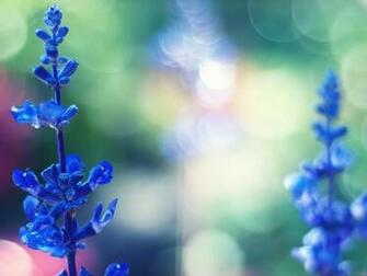 Color Blue Flowers Wallpaper New HD