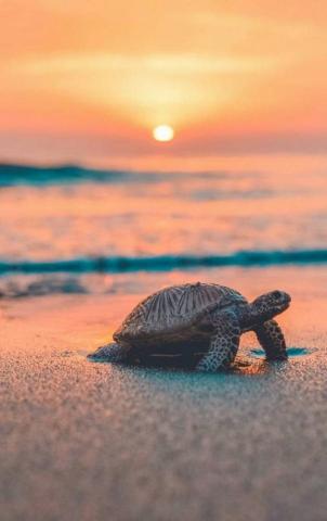 Turtle Wallpaper By Tubar A6 Now