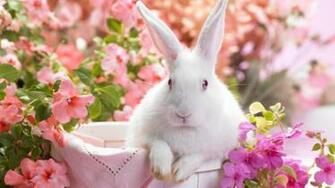 Rabbit Wallpaper HD Background Image Pics Photos