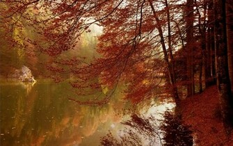 Red Autumn Foliage Wallpaper
