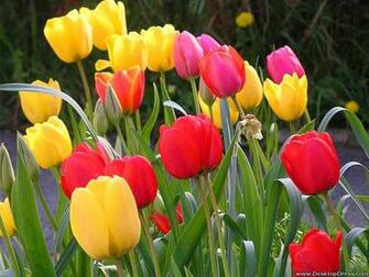 Desktop Wallpaper Flowers Background Tulips