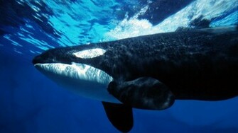 Orca Underwater HD Wallpaper Wallpaper55 Best For