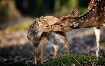 Beautiful Wallpaper Deer