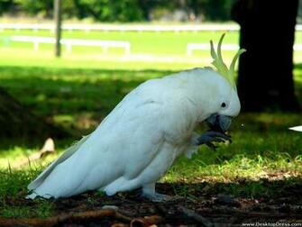 Desktop Wallpaper Animals Background Sulfur Crested Cockatoo