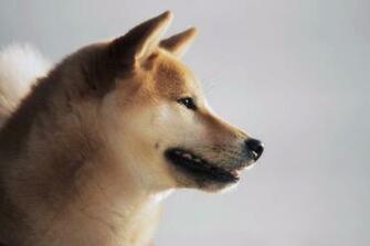 Shiba Inu Wallpaper