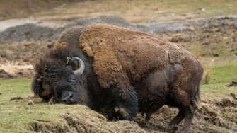 Bison Wallpaper HD