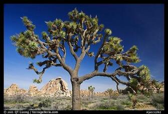 Photo Old Joshua Tree Scientific Name Yucca Brevifolia