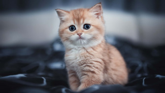Cute Cat Pfp Wallpaper