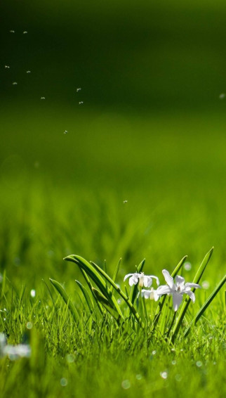 White Flower HD Nature Phone Wallpaper