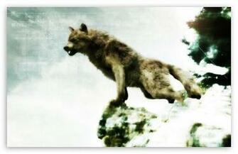 Jacob Black Werewolf Form HD Desktop Wallpaper High Definition