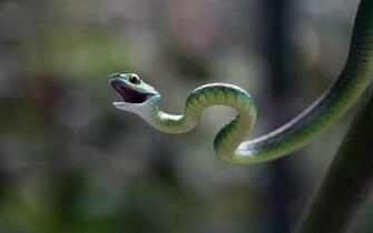 Animal Snake Photos Wallpaper Cool Pc