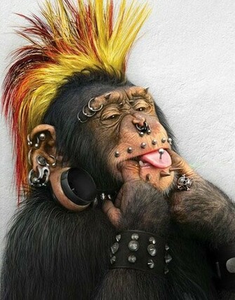 Monkey Funny Image Pictures And Cute Animals