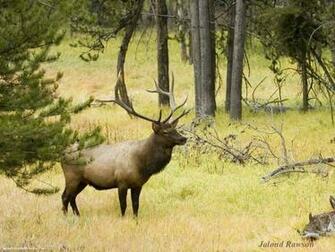 HD Wallpaper Elk