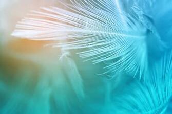 Green Turquoise And Blue Color Trends Chicken Feather Texture