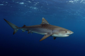 Charitybuzz Baby Tiger Shark Print By Jim Abernethy