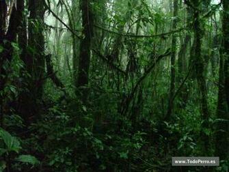 Monteverde Wallpaper