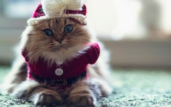 High Resolution Christmas Cat Desktop Laptop Ed In Paws