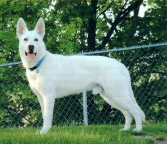 White German Shepherd Kennels